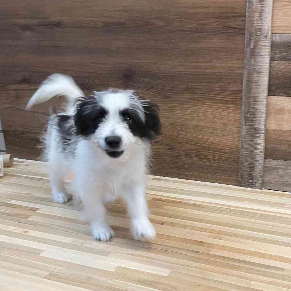 carousel pet images