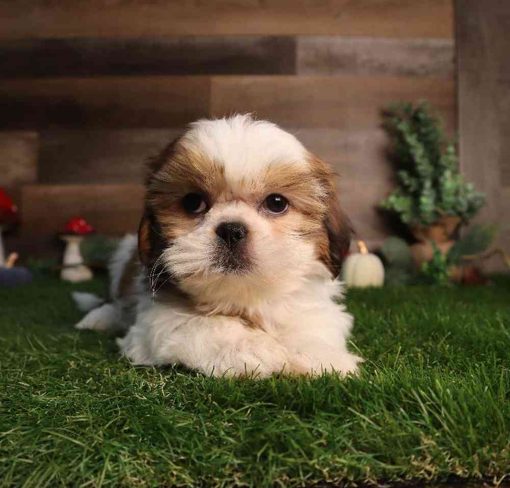 carousel pet images