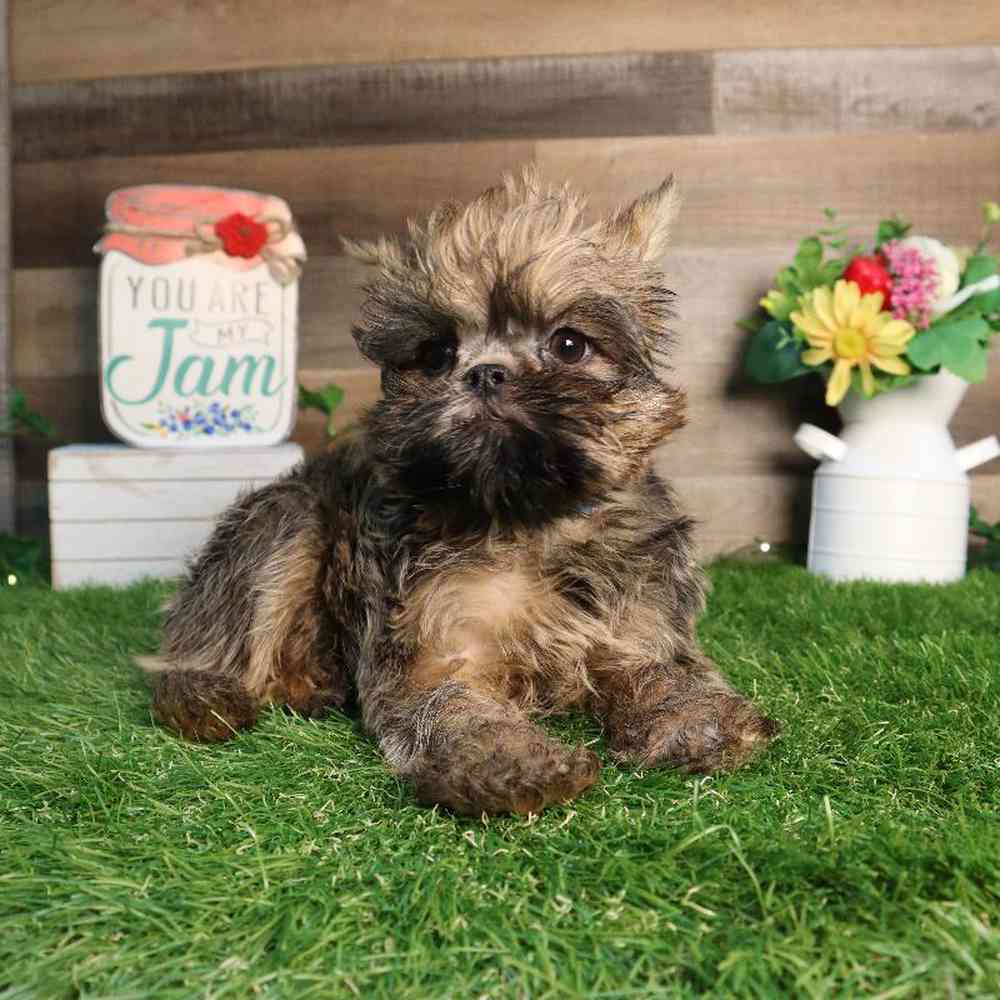 carousel pet images