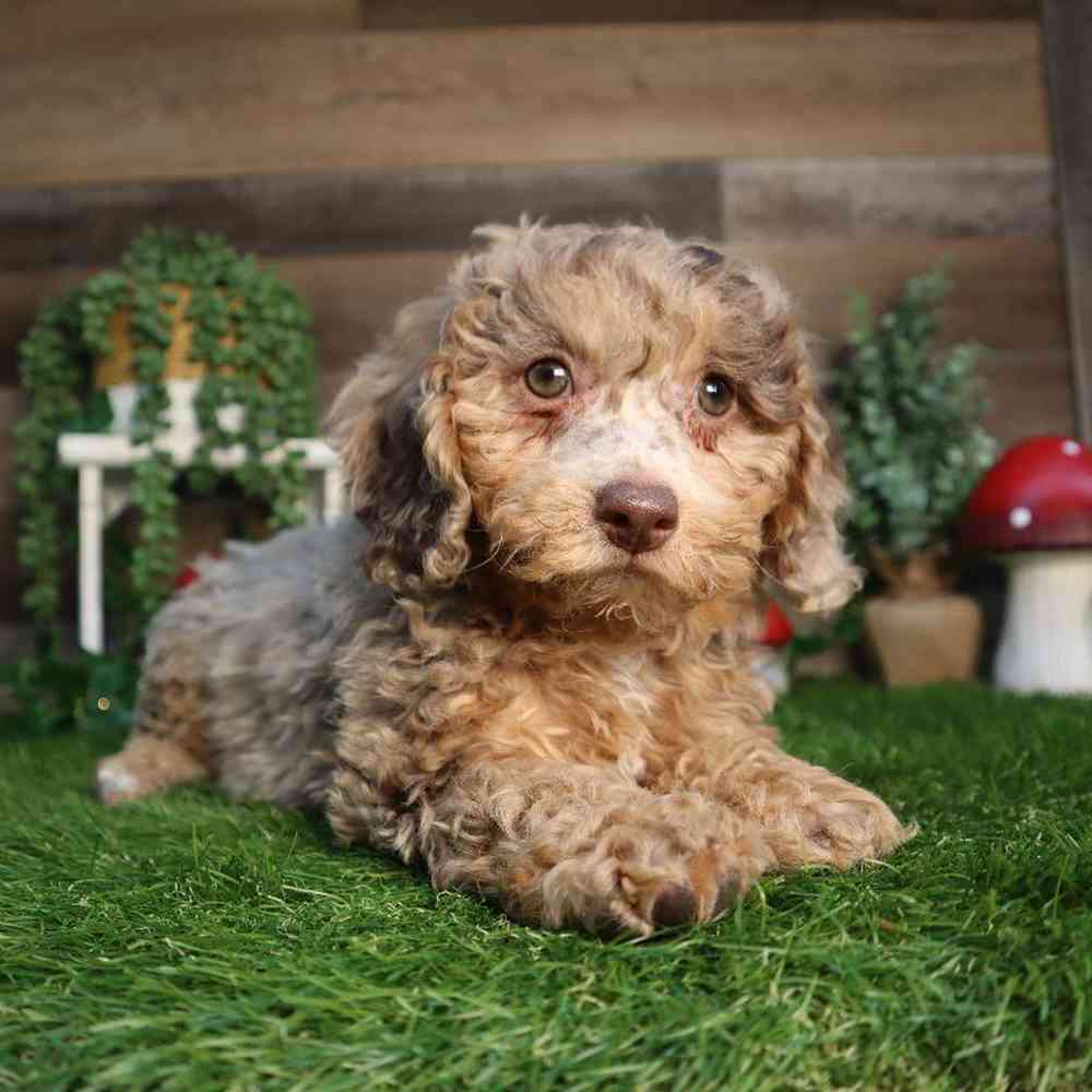 Male Mini Poodle Puppy for Sale in Blaine, MN