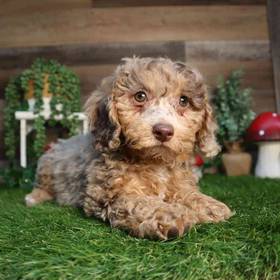 Mini Poodle