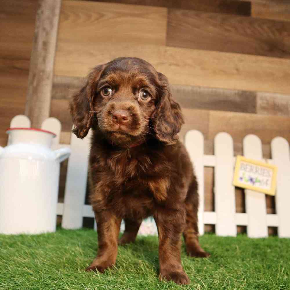 Female Cockapoo Puppy for Sale in Blaine, MN