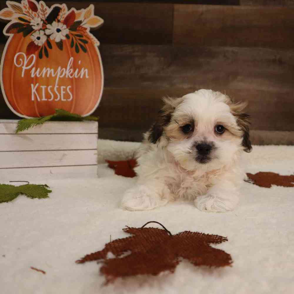 Female Malshi Puppy for sale