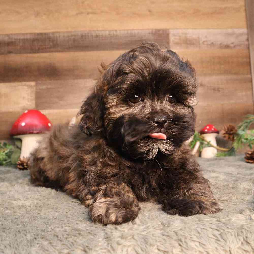 Shipoo Puppy for sale - Four Paws and a Tail