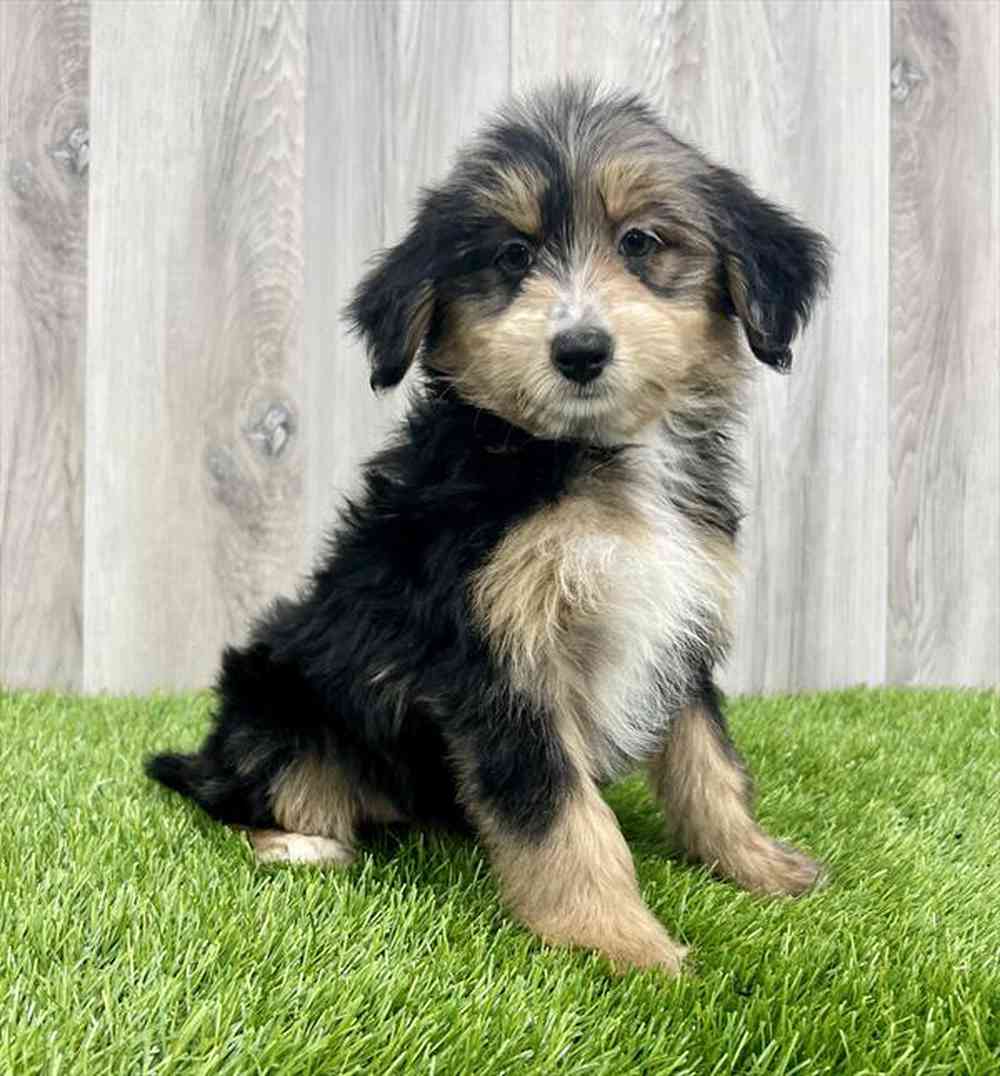 carousel pet images