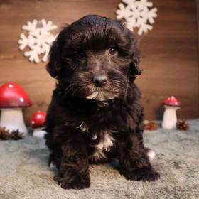 Bichon-Poodle-Yorkie