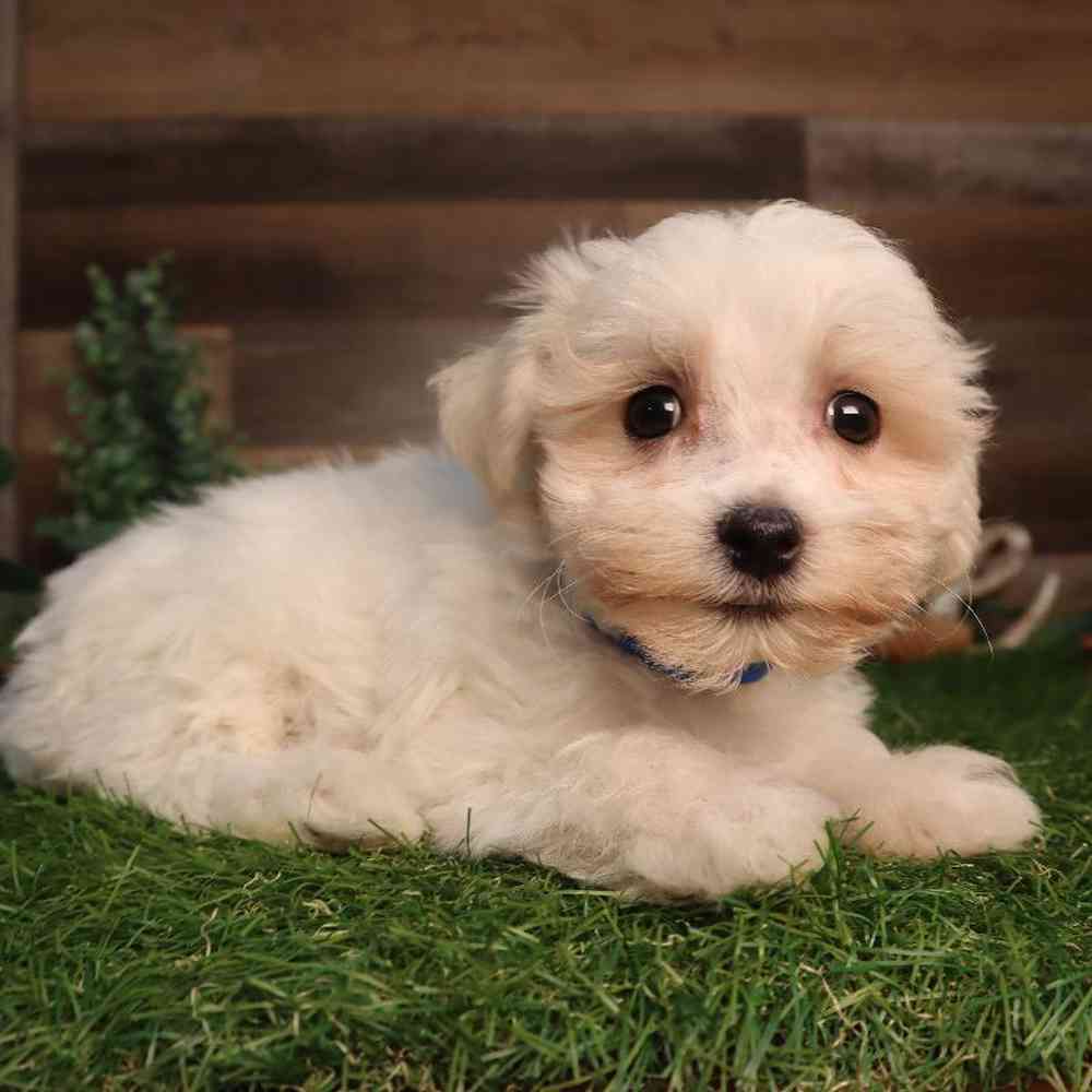 Male Morkie Puppy for Sale in Blaine, MN