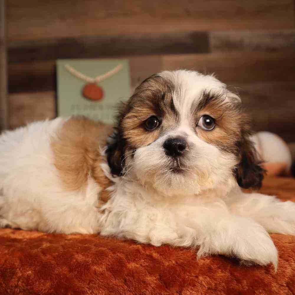 carousel pet images