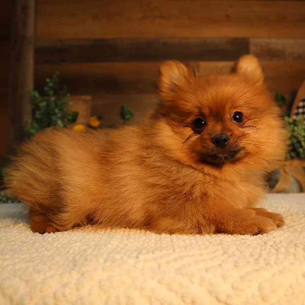 pet breed image