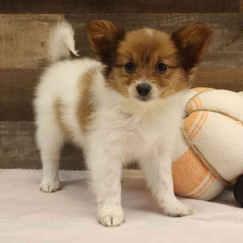 Female Papillon Puppy for sale