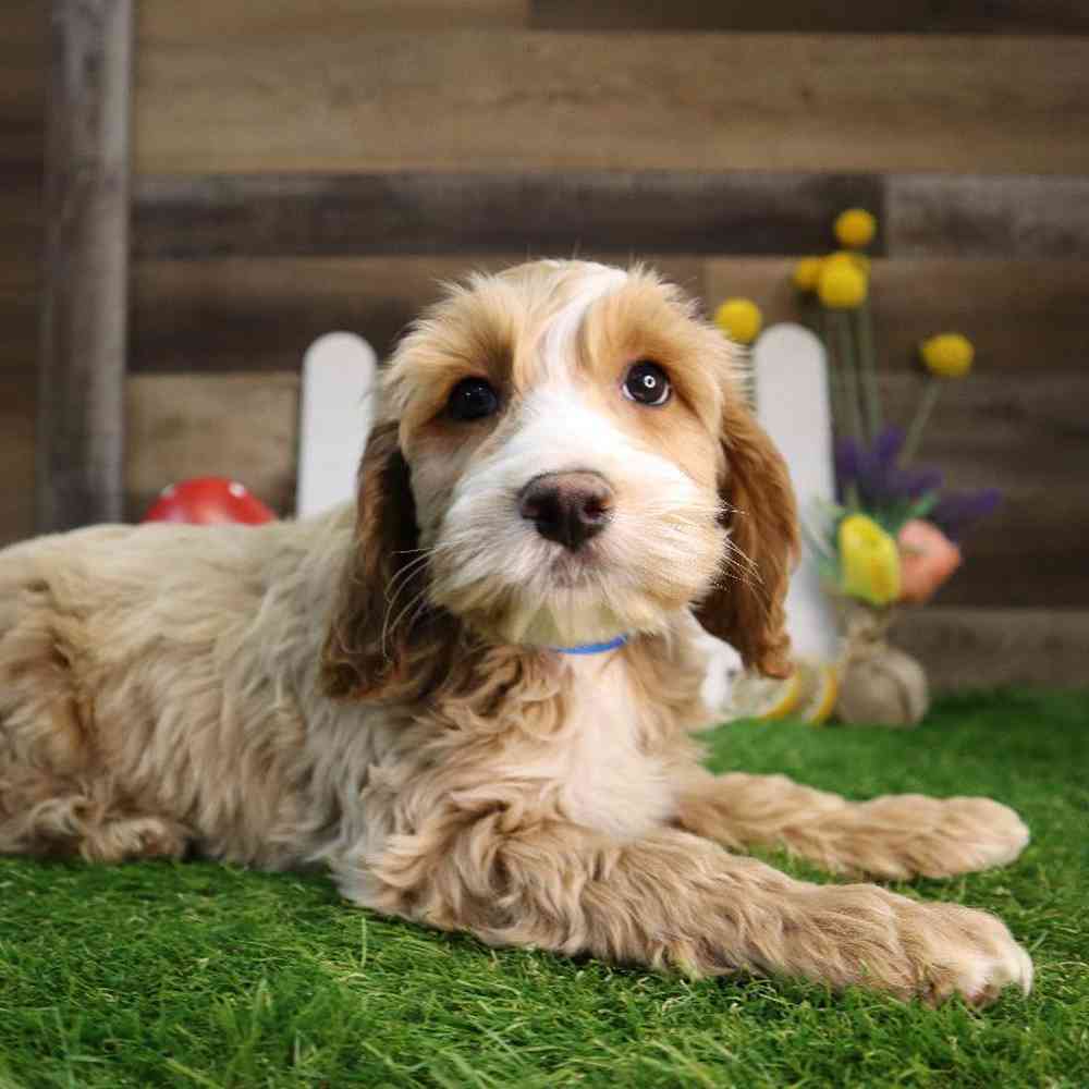 carousel pet images