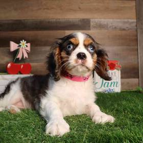 Cavalier King Charles Spaniel