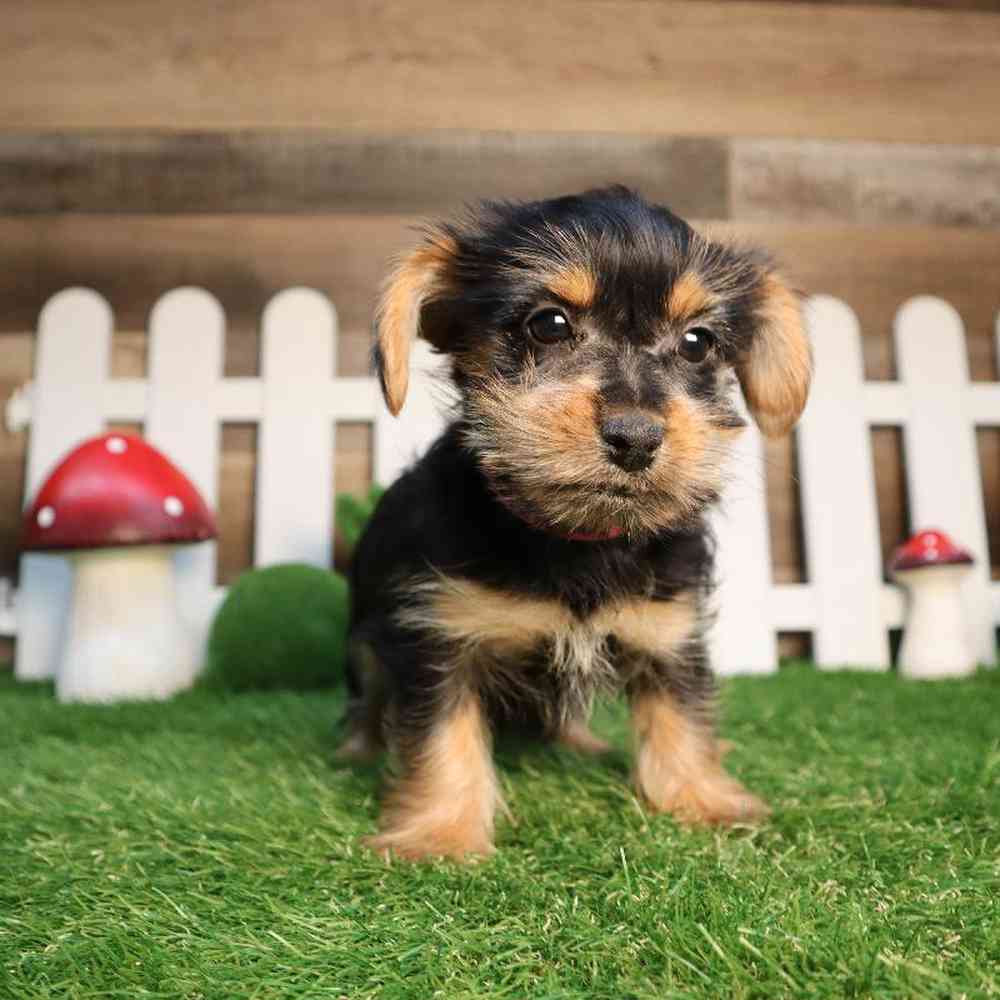 Female Yorkie-Poo Puppy for Sale in Blaine, MN