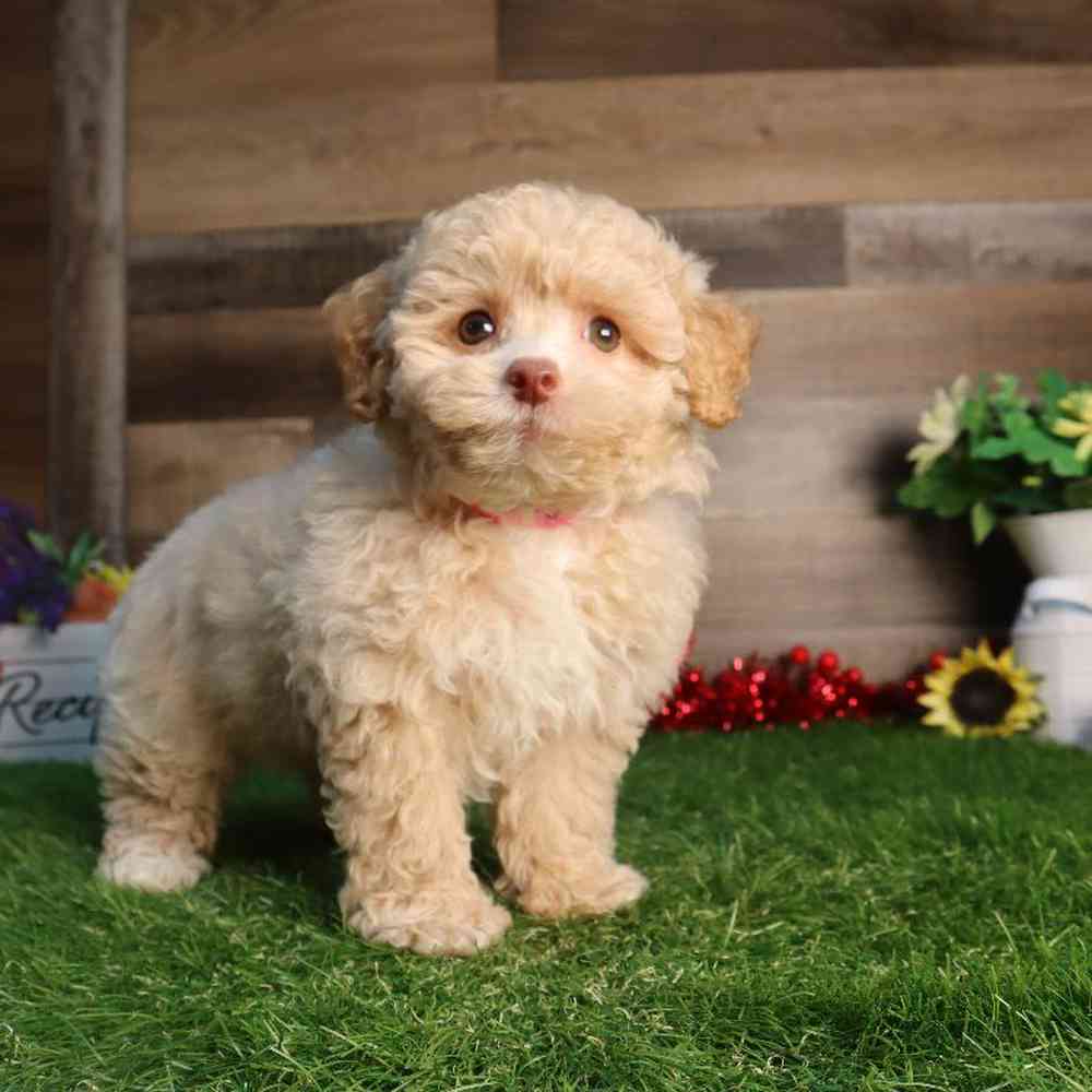 Female Poodle Puppy for Sale in Blaine, MN