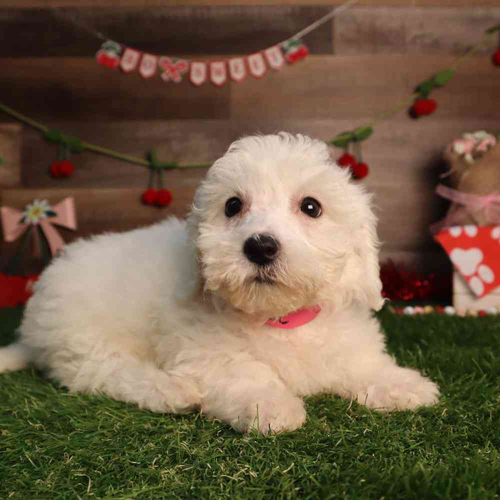 Female Bichon Frise Puppy for Sale in Blaine, MN