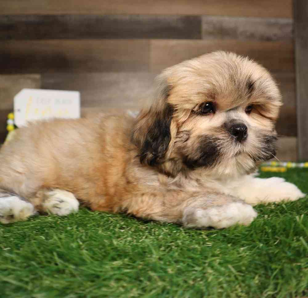 carousel pet images