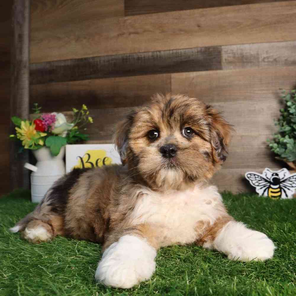 Female Lhasa-Poo Puppy for Sale in Blaine, MN