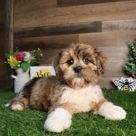 Lhasa-Poo