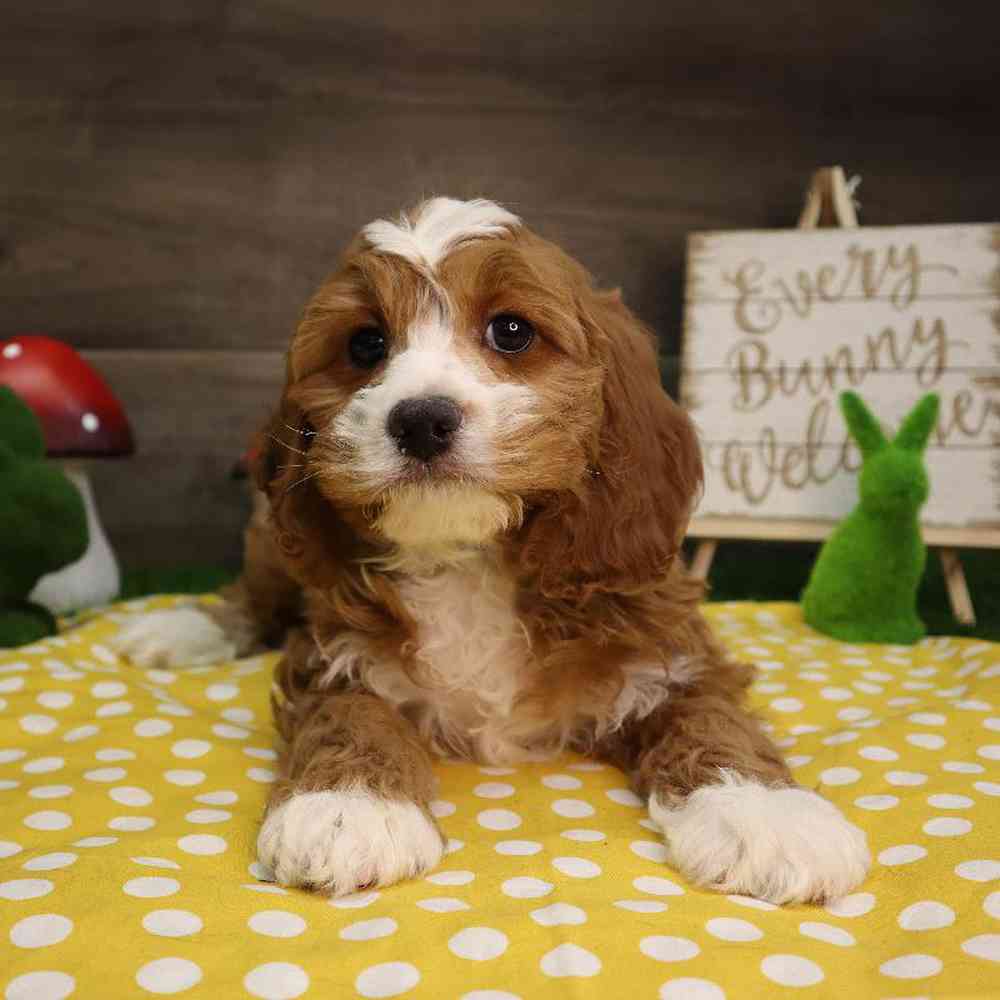 carousel pet images