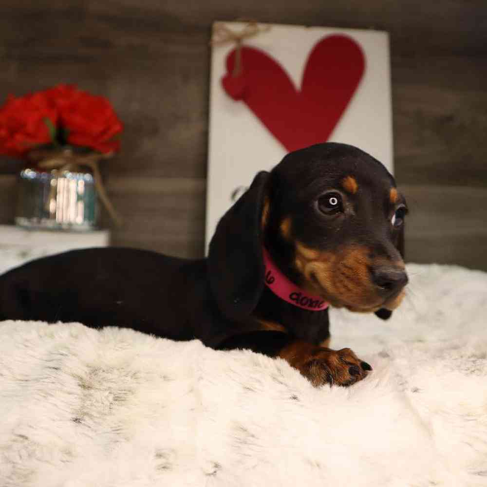 Female Dachshund Puppy for Sale in Blaine, MN