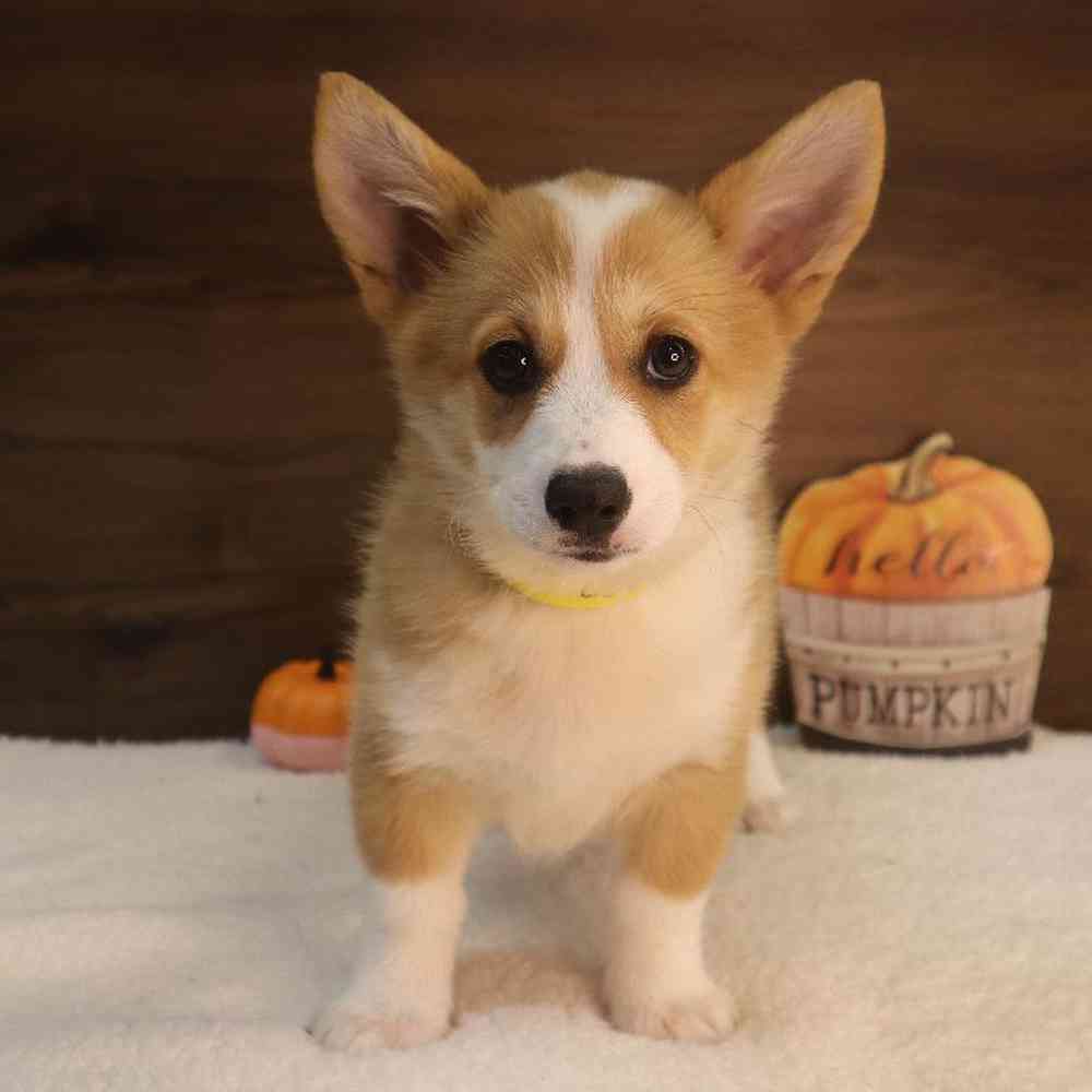 Female Pembroke Welsh Corgi Puppy for sale