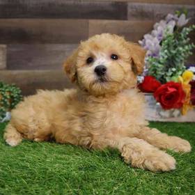 Mini Goldendoodle