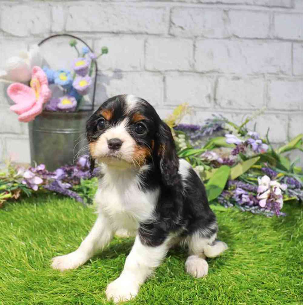 carousel pet images