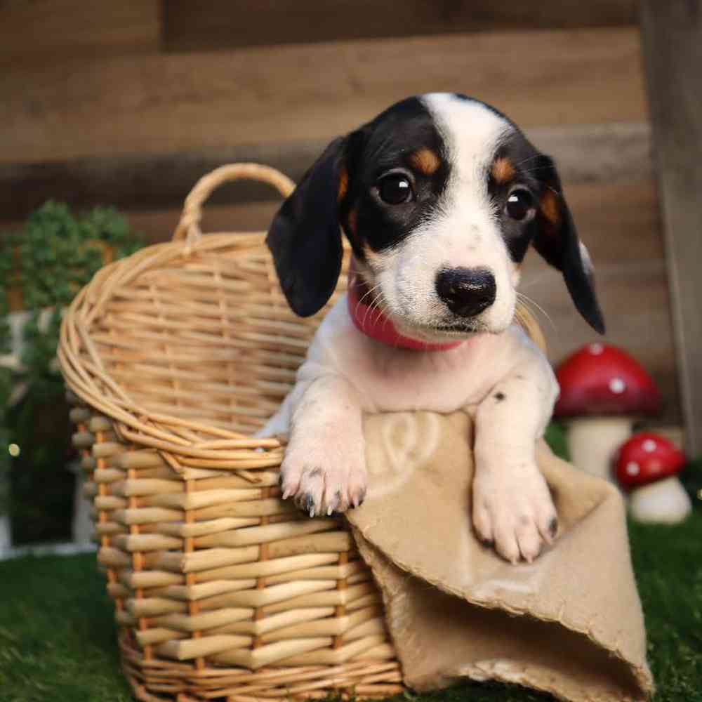 carousel pet images