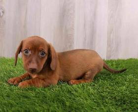 Dachshund