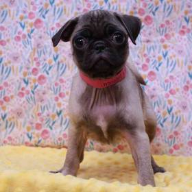 Puggle
