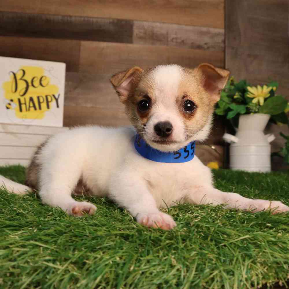 Male Chihuahua Puppy for Sale in Blaine, MN