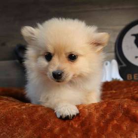 Pomeranian
