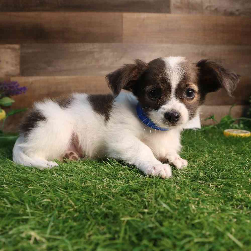 carousel pet images