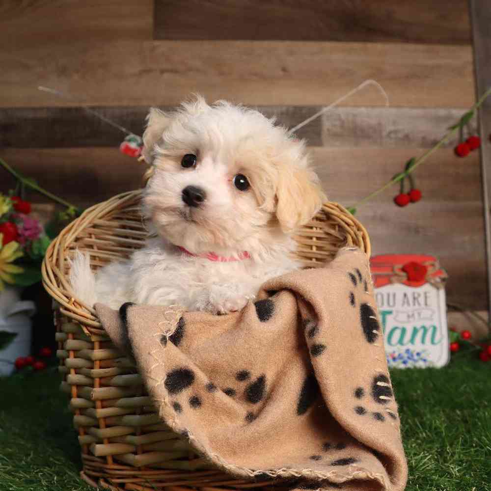 Female Malshi Puppy for Sale in Blaine, MN