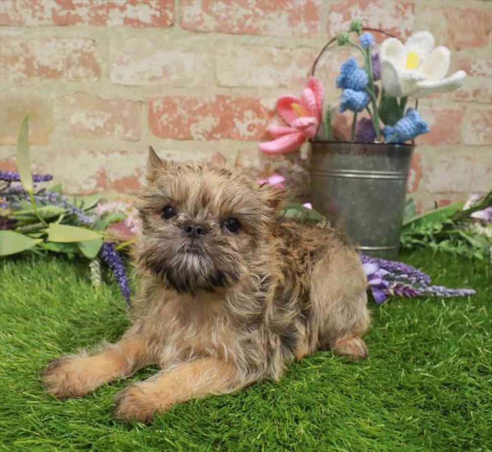 carousel pet images