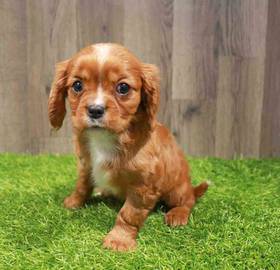 Cavalier King Charles Spaniel
