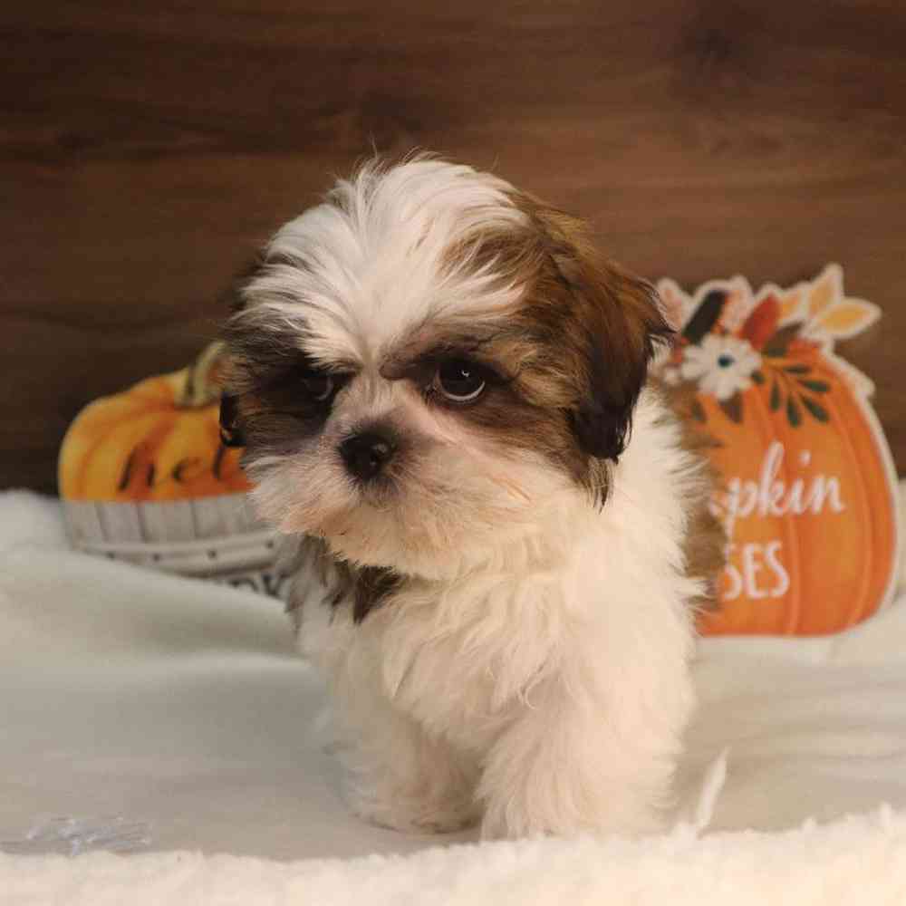 carousel pet images