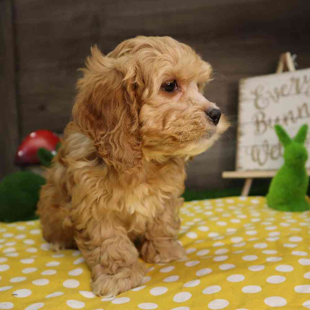 carousel pet images