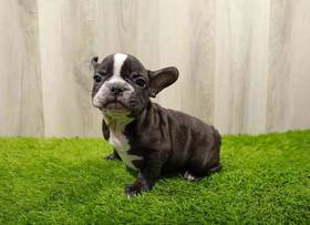 French Bulldog