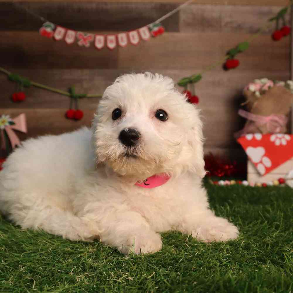 carousel pet images