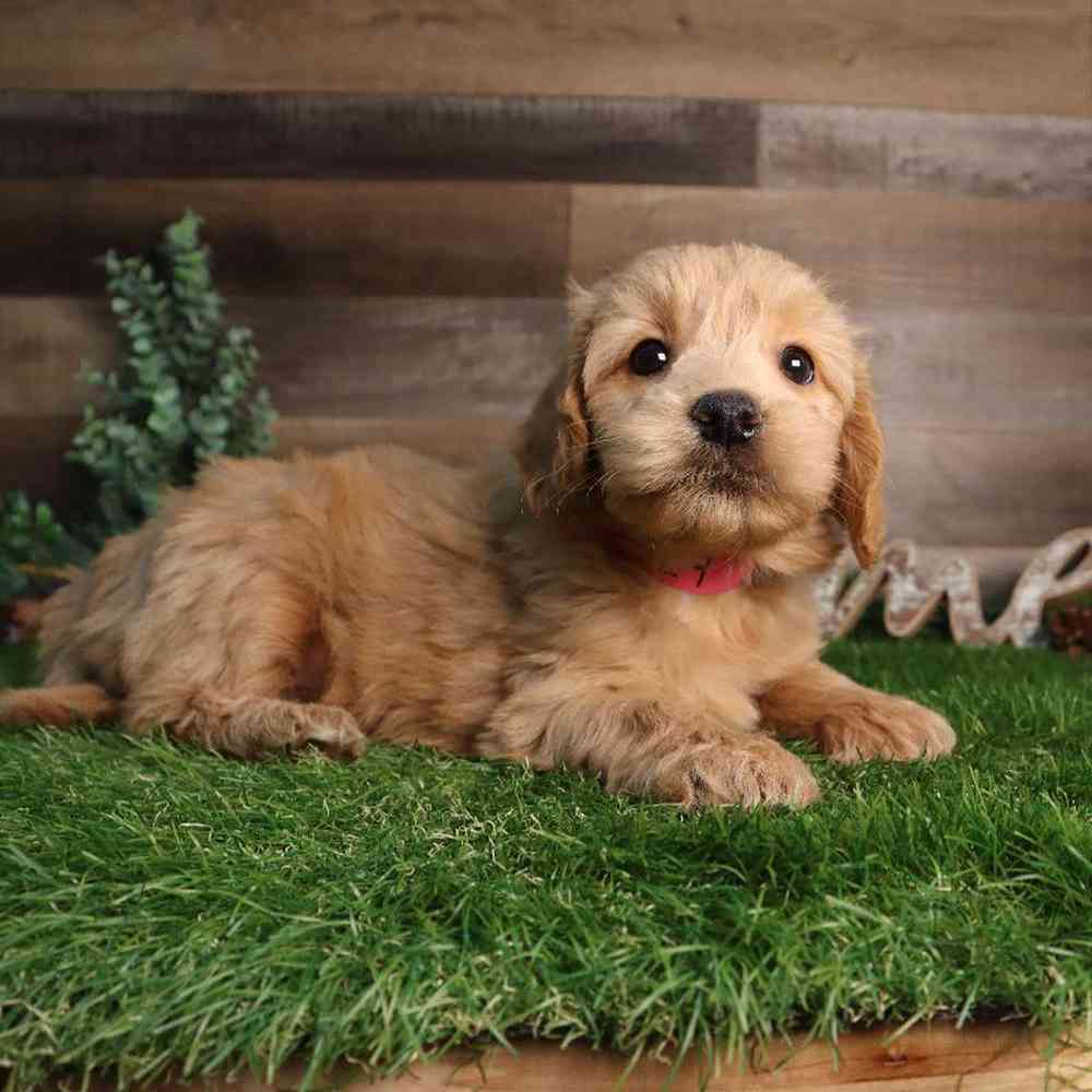 Female Mini Goldendoodle Puppy for Sale in Blaine, MN