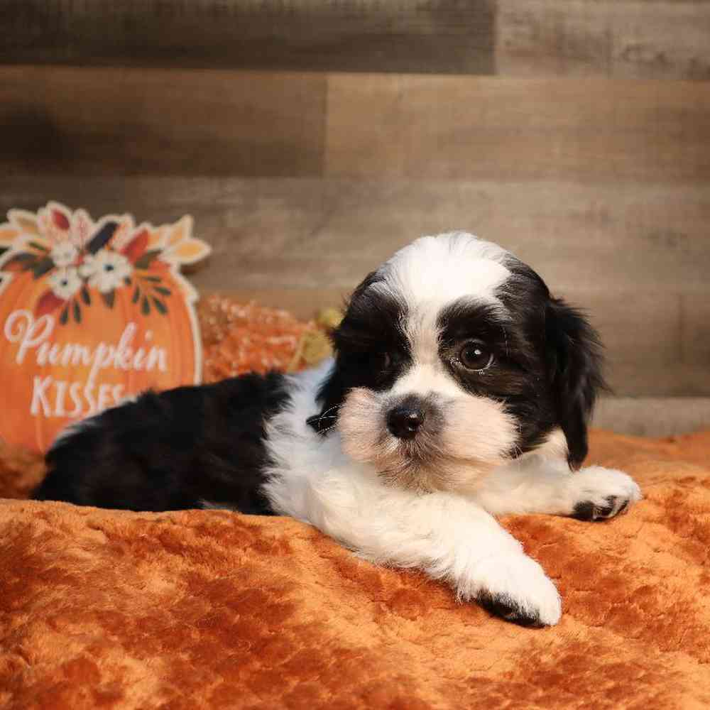 Welcome To Four Paws And A Tail Welcome to four paws and a tail