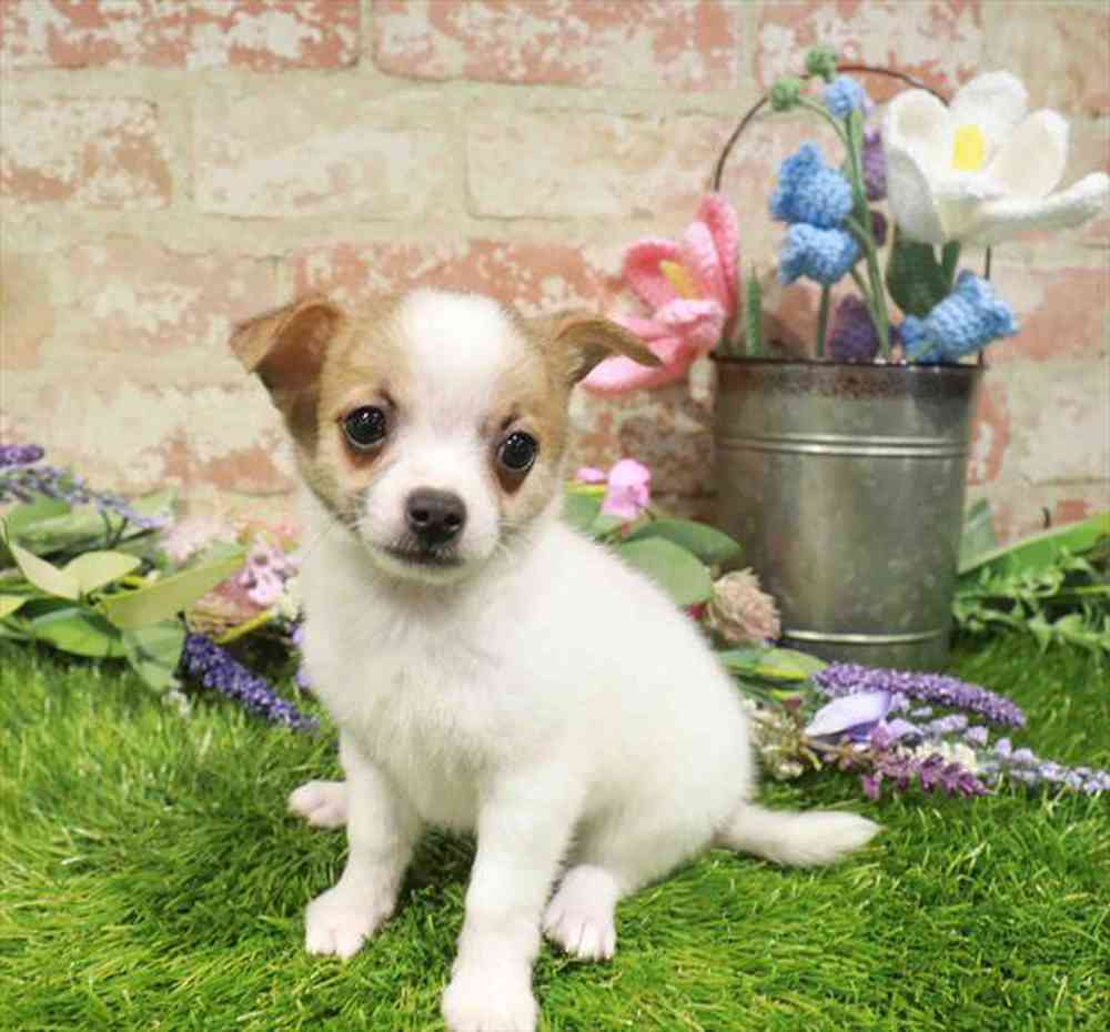 carousel pet images