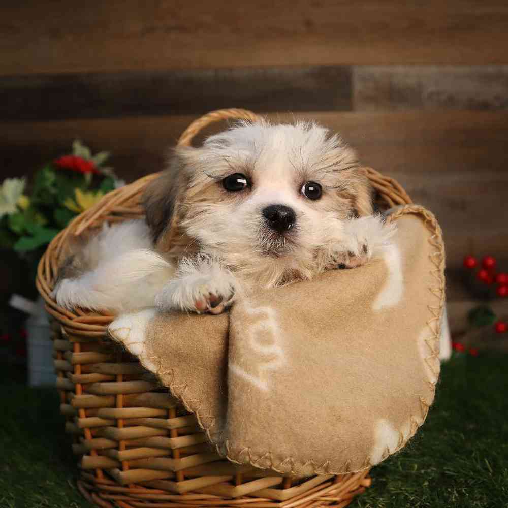 carousel pet images