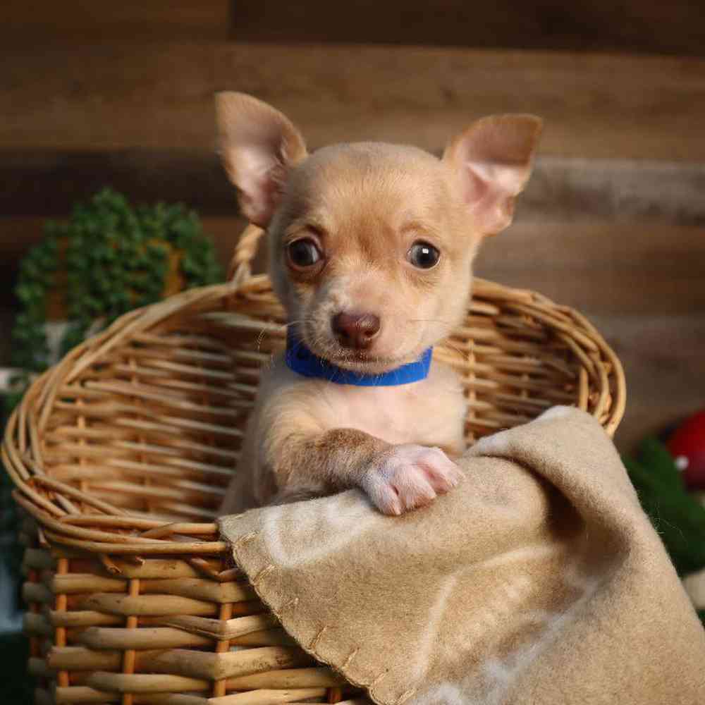 pet breed image