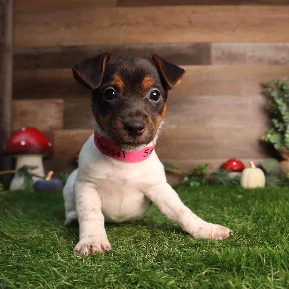 carousel pet images