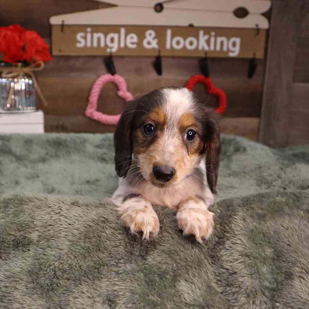carousel pet images