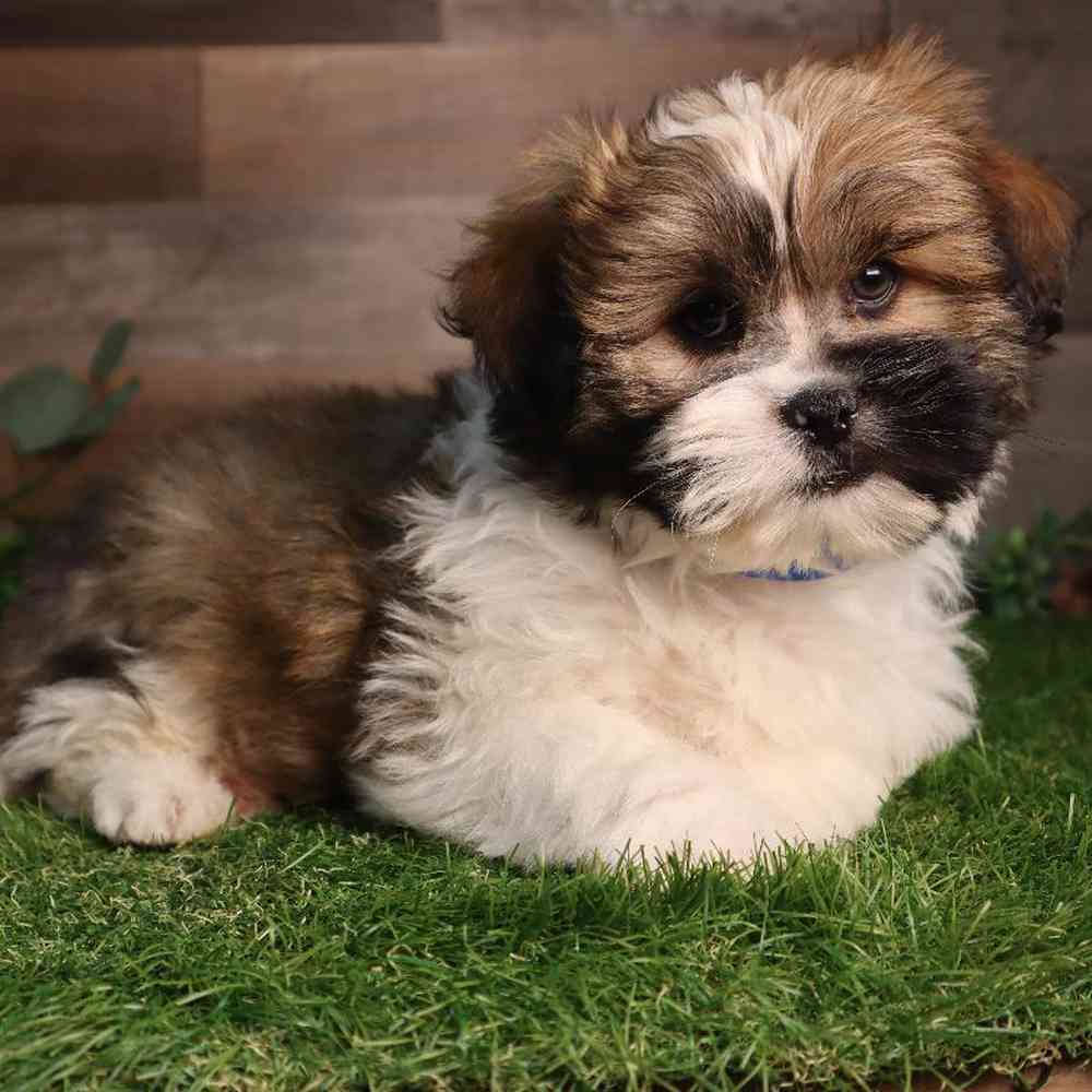 Male Pomshi Puppy for Sale in Blaine, MN