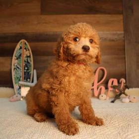 Mini Poodle