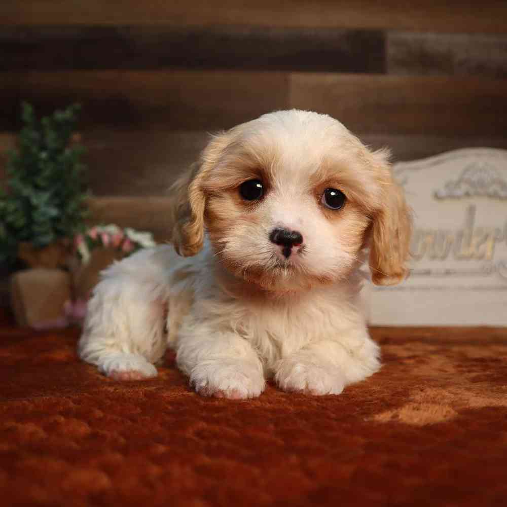 Female Cavapoo Puppy for Sale in Blaine, MN